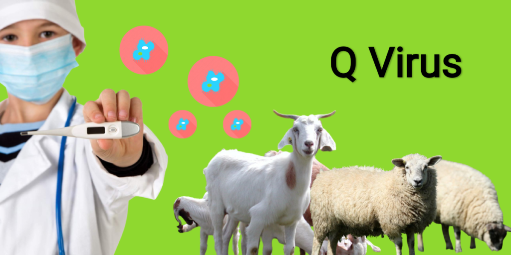 Q Fever / Q Virus সংক্রমণ ছড়াতে পারে গৃহপালিত স্তন্যপায়ী প্রাণীদের থেকে