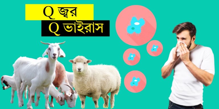 Q Fever / Q Virus: করোনার পর নতুন আতঙ্কের নাম ‘Q জ্বর’ এবং ‘Q ভাইরাস’	