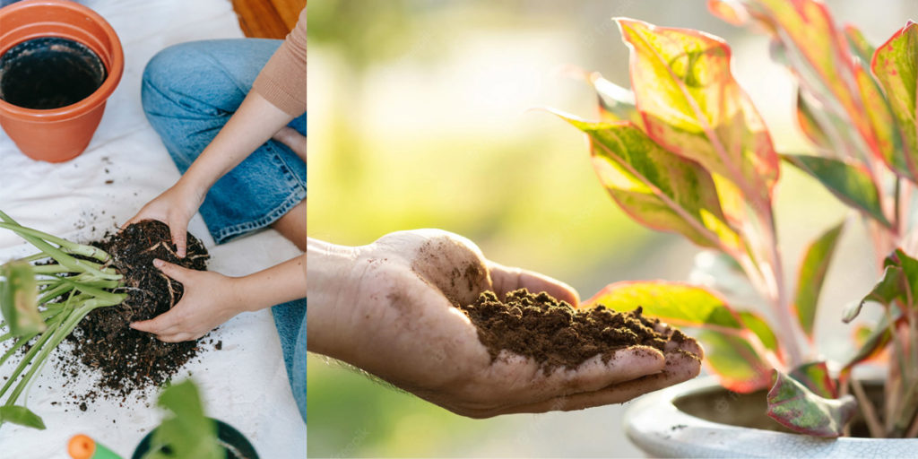 Uses of coffee as fertilizer - সার হিসেবে কফির ব্যবহার