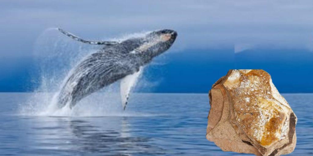 তিমি মাছের বমি আসলে কি? / What is whale vomit or Ambergris?