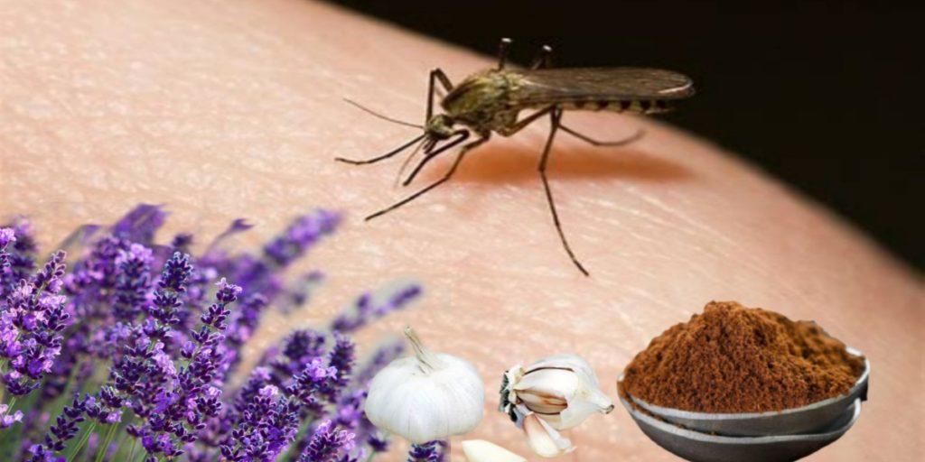 এই সহজ ঘরোয়া পদ্ধতিগুলি (Mosquito Home Remedy) অবলম্বন করে সহজেই মশা থেকে মুক্তি পেতে পারেন।