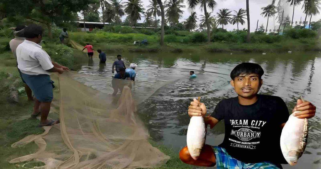 তাহলে কি এবার পুকুরে ইলিশ চাষ হবে? / Hilsa farming in pond