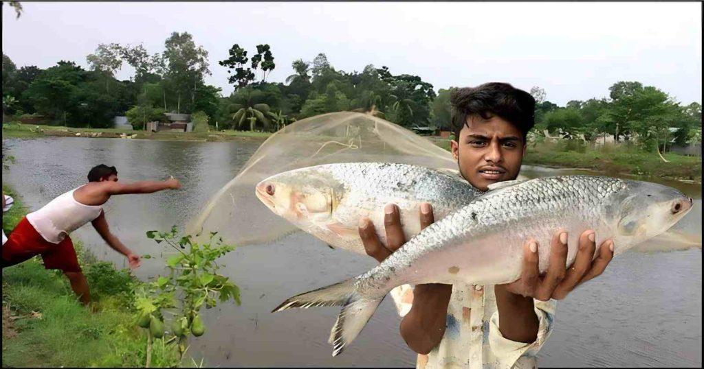 তাহলে কি এবার পুকুরে ইলিশ চাষ হবে? / Hilsa fish farming in pond